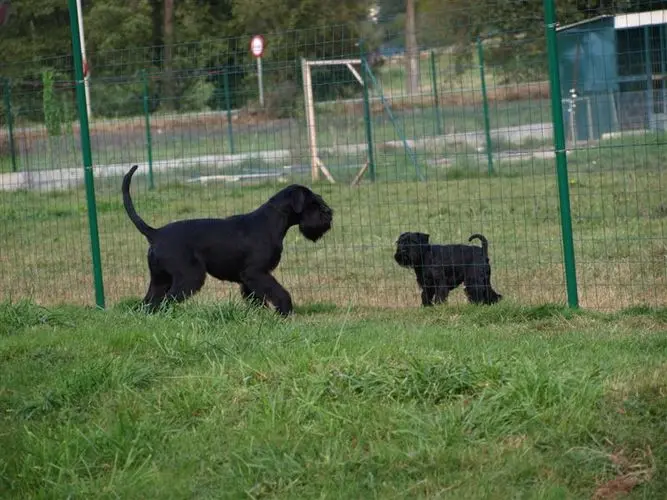 Gallery 02 - Schnauzer miniatura Llariego