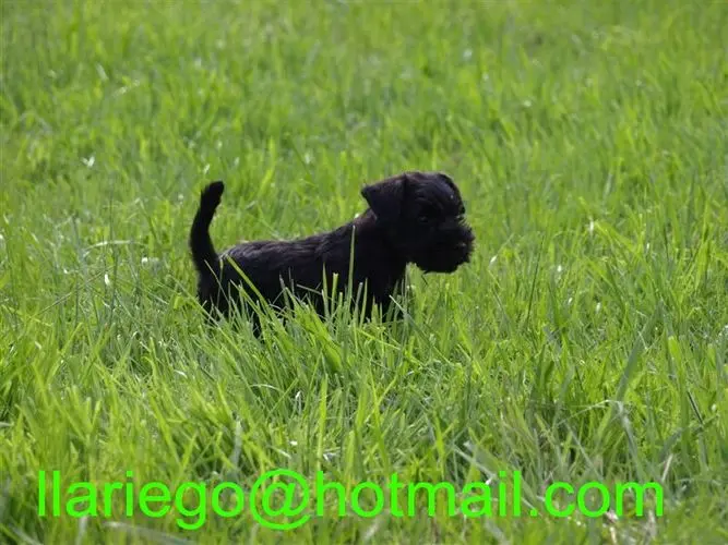 Gallery 04 - Schnauzer miniatura Llariego