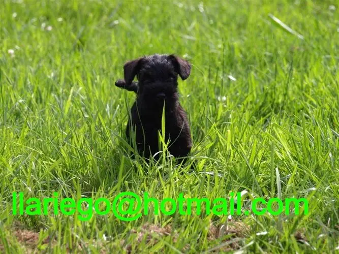 Gallery 05 - Schnauzer miniatura Llariego