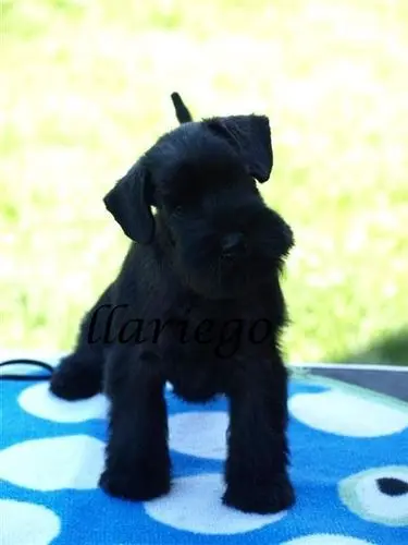 Gallery 10 - Schnauzer miniatura Llariego