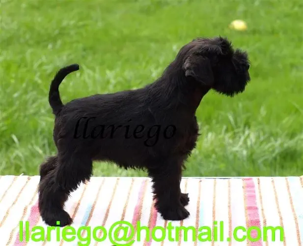 Gallery 11 - Schnauzer miniatura Llariego