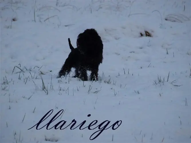 Gallery 15 - Schnauzer miniatura Llariego