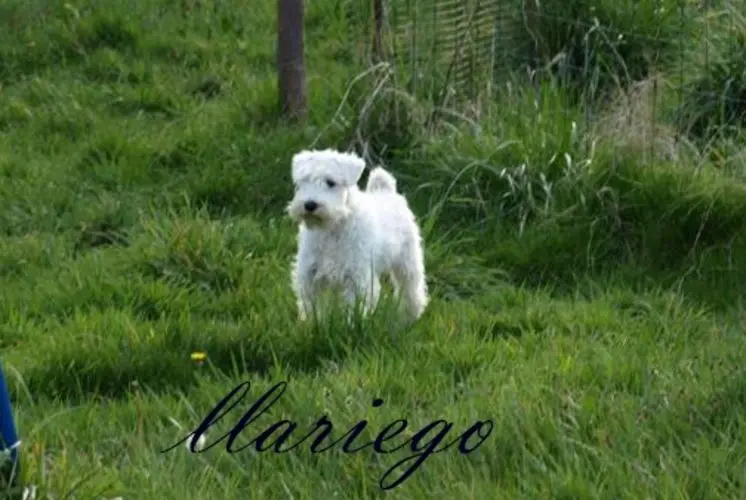 Gallery 20 - Schnauzer miniatura Llariego