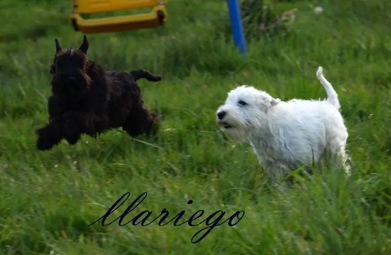 Gallery 21 - Schnauzer miniatura Llariego