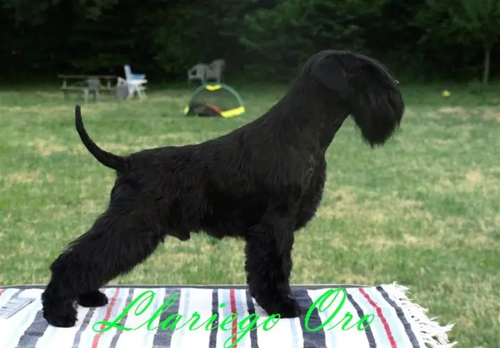 Gallery 22 - Schnauzer miniatura Llariego