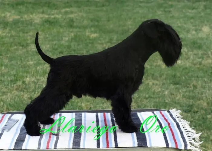 Gallery 23 - Schnauzer miniatura Llariego