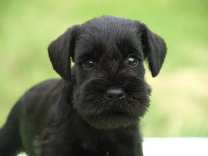 Gallery 28 - Schnauzer miniatura Llariego