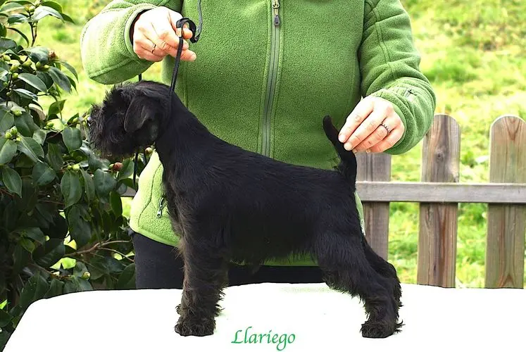 Gallery 29 - Schnauzer miniatura Llariego