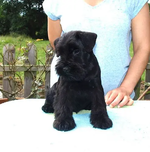 Gallery 33 - Schnauzer miniatura Llariego