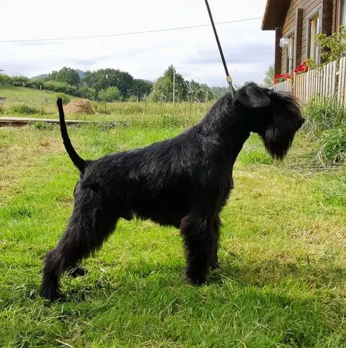 Gallery 34 - Schnauzer miniatura Llariego