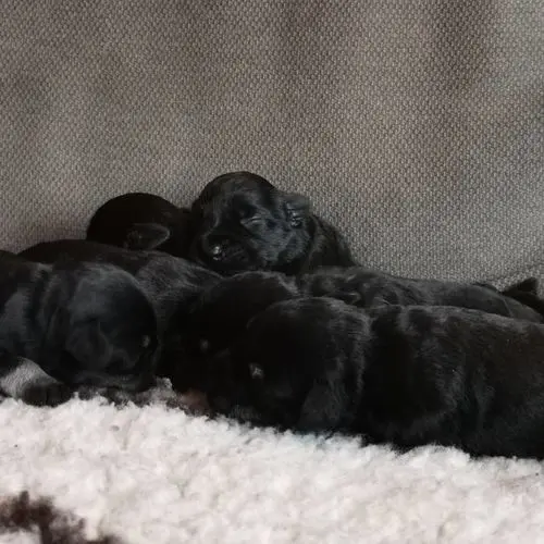 Gallery 35 - Schnauzer miniatura Llariego