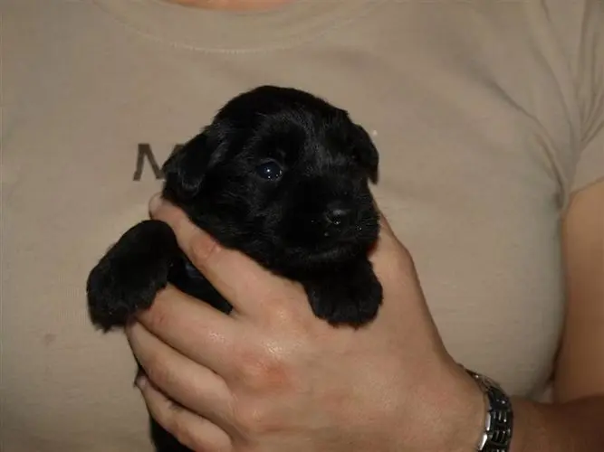 Gallery 36 - Schnauzer miniatura Llariego