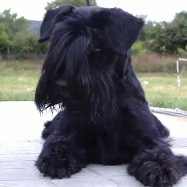 Gallery 37 - Schnauzer miniatura Llariego