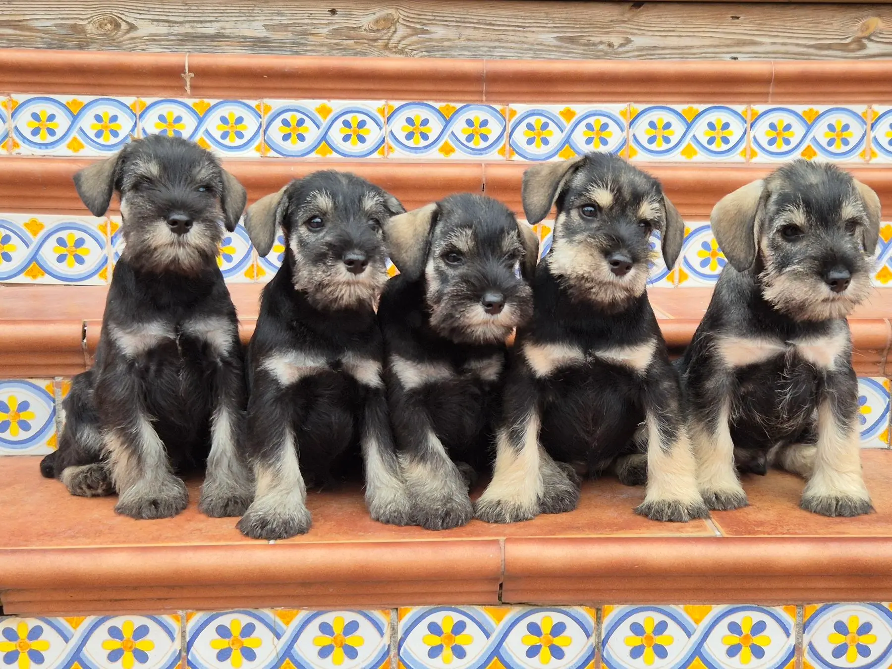 Gallery 41 - Schnauzer miniatura Llariego