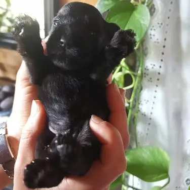 Gallery 42 - Schnauzer miniatura Llariego