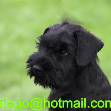 Gallery 44 - Schnauzer miniatura Llariego