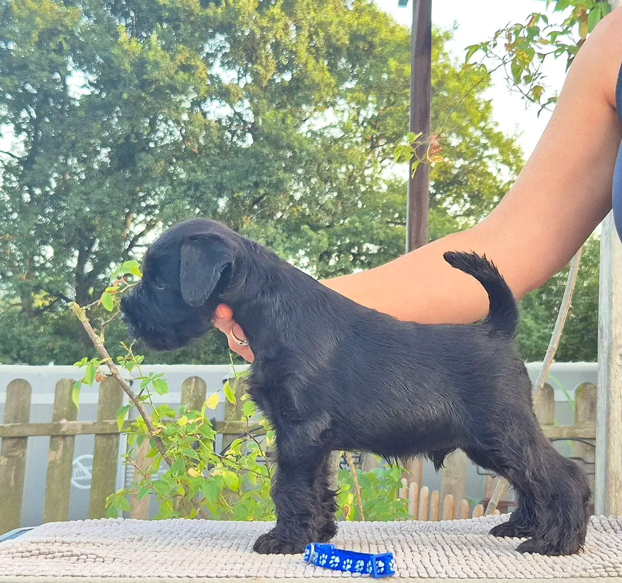 Gallery 46 - Schnauzer miniatura Llariego